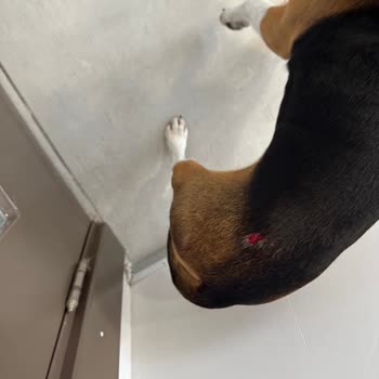 Doggo Yürüyüşünde Köpeğim Isırıldı