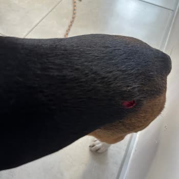 Doggo Yürüyüşünde Köpeğim Isırıldı