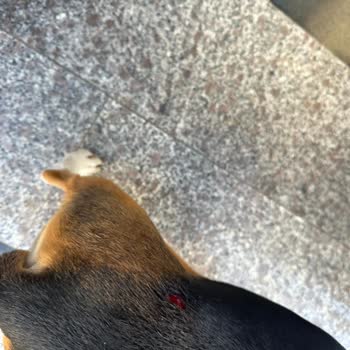 Doggo Yürüyüşünde Köpeğim Isırıldı