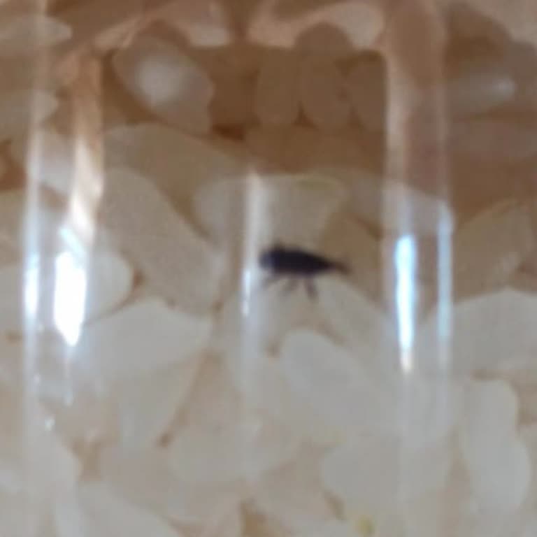 BİM'in Pirincinde Pirinç Biti Çıkması