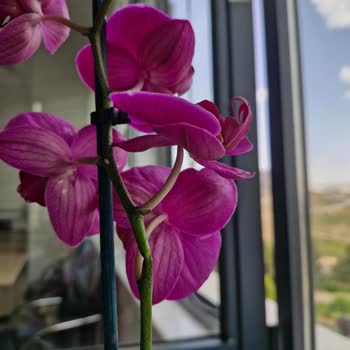 ÇiçekSepeti Kusurlu Ürün Gönderildi