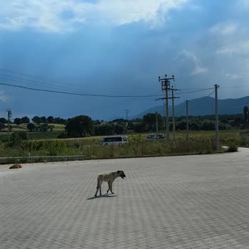 Gönen Belediyesi 3 Numaraları Minibüs Sorunu