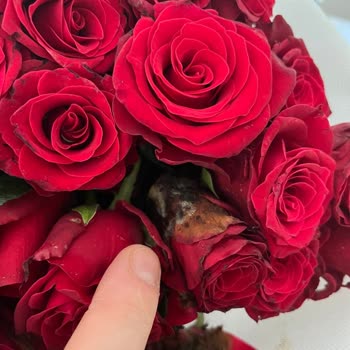 Çiçek Sepeti Çürük Güller