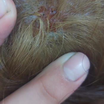 Garnier Saç Boyası Saç Derimi Komple Yaktı Açıdan Duramıyorum