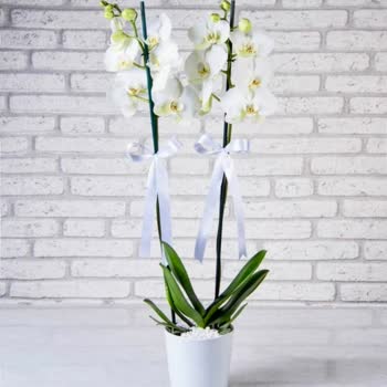 Çiçek Sepeti Pişmanlığı