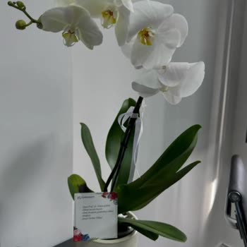 Çiçek Sepeti Pişmanlığı