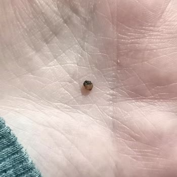 Kibarzade Kestane Şekeri Şaka Gibi