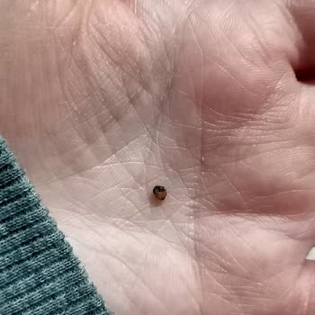 Kibarzade Kestane Şekeri Şaka Gibi