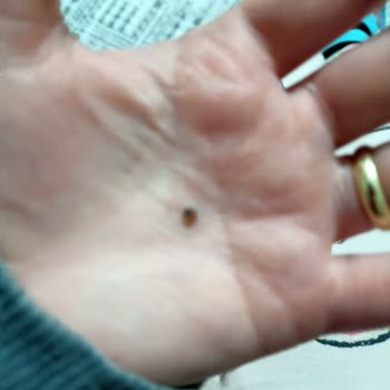 Kibarzade Kestane Şekeri Şaka Gibi