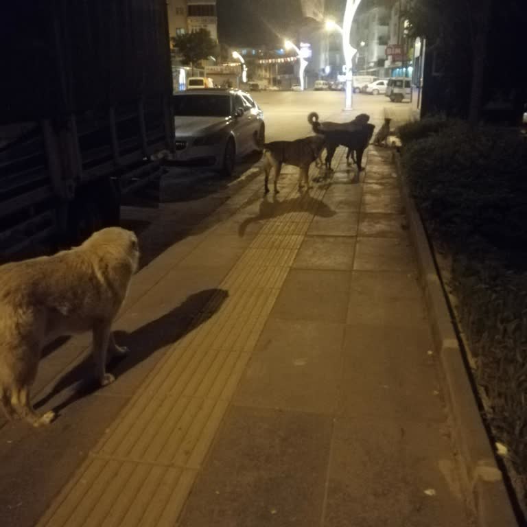 Mamak Belediyesi Birinin Canı Yanmadan Köpek Sorununu Giderin Lütfen
