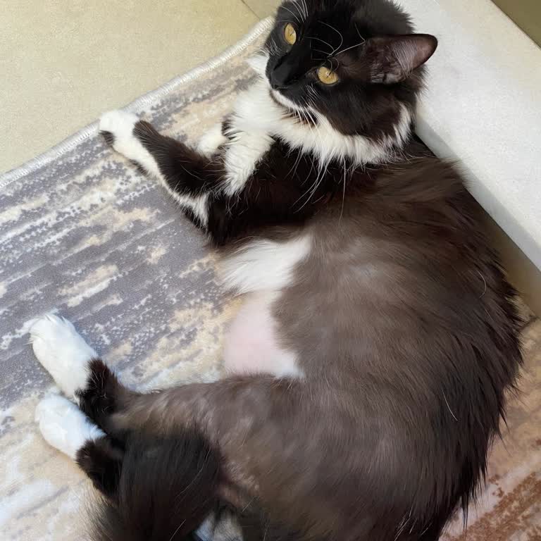 Hipet Cosmetics Kuru Şampuan Sorunu!