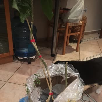 Efidanmarketim.com Kırık Ve Yaprakları Parçalanmış Fidanlar Gönderdi!