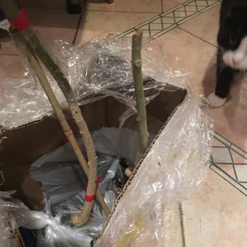 Efidanmarketim.com Kırık Ve Yaprakları Parçalanmış Fidanlar Gönderdi!