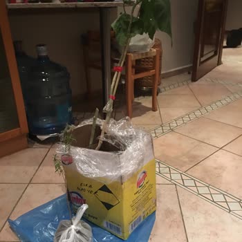 Efidanmarketim.com Kırık Ve Yaprakları Parçalanmış Fidanlar Gönderdi!