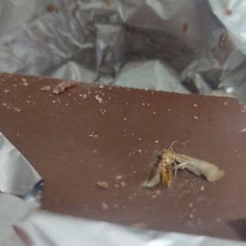 Migros Çikolatada Ölmüş Kelebek Çıktı