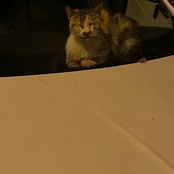 İBB Veteriner 153 Ağır Hasta Kedi