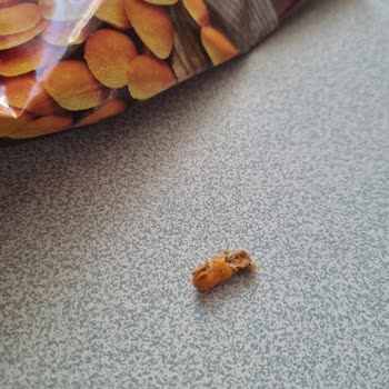 Simbat Kuruyemiş İçinden Odun Çıktı