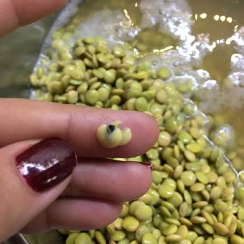 Yeşil Mercimekte Böcek Çıktı...