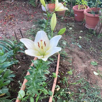 HGS Ben Buradayım Hangi Paralı Yoldan Geçmişim İspatlayın