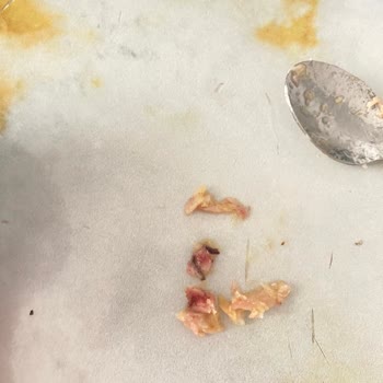 Dardanel'in İçinden Kurt Çıktı!