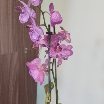 Çiçek Sepeti Kalitesiz Çiçek Gönderimi