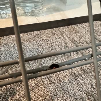 Samsung Paslanan Bulaşık Makinesi