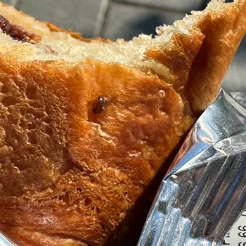 7days Croissant Kruvasandan Sinek Çıktı