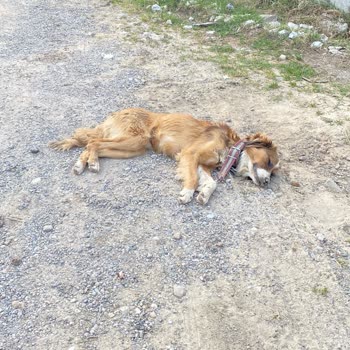 Söğütlü Belediyesi Söğütlü Belediye Hayvana Bakmadılar