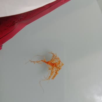 Haşiroğlu Rivos Cips İçinden Çıkan Tüy