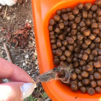 La Vital Yavru Kedi Mamasında Yabancı Cisim