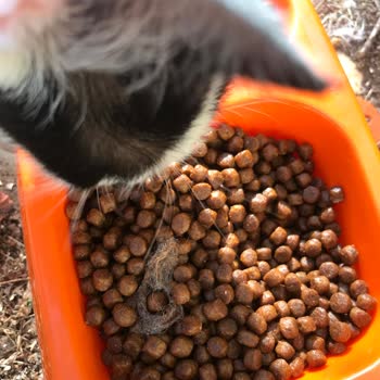 La Vital Yavru Kedi Mamasında Yabancı Cisim