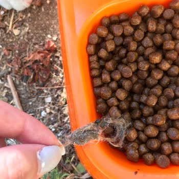 La Vital Yavru Kedi Mamasında Yabancı Cisim