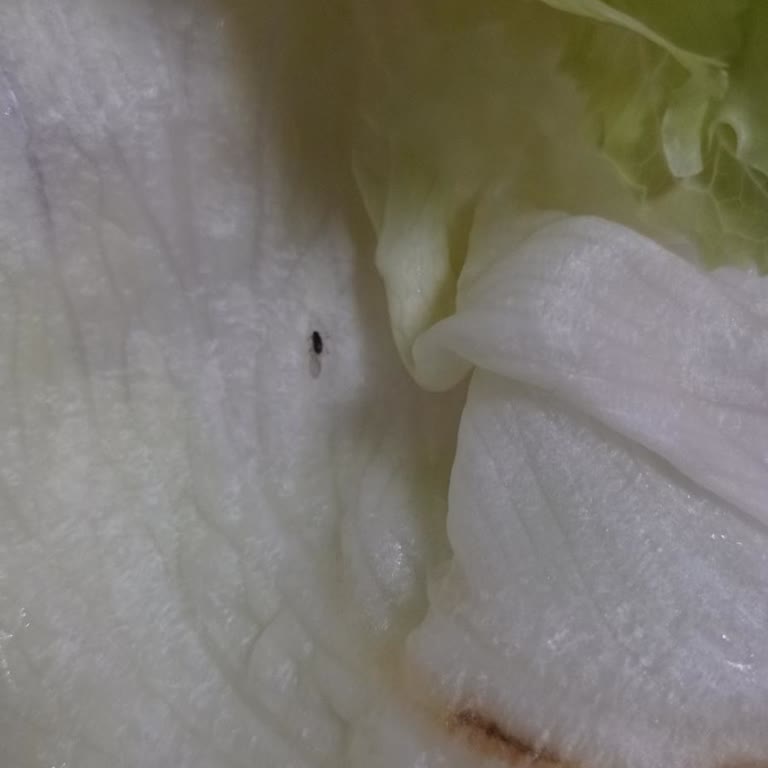 Yemeksepeti Çiğköfte Siparişinde Ürünün Bozuk Olması Ve Yeşilliklerin Böceklenmesi