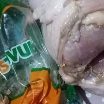 HasTavuk Tavuk Pis Paketlenmiş