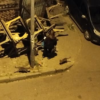 Bağcılar Belediyesi Sokak Arası Çevre Kirliliği Var
