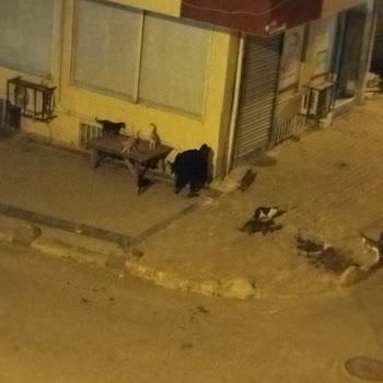 Bağcılar Belediyesi Sokak Arası Çevre Kirliliği Var