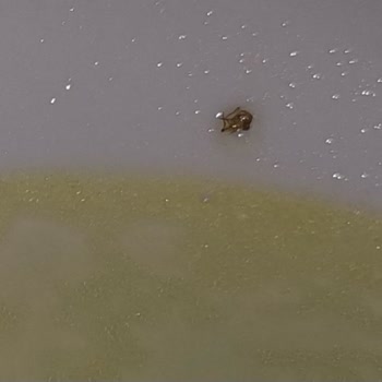 Berona Noodle Kutusundan Böcek Çıktı