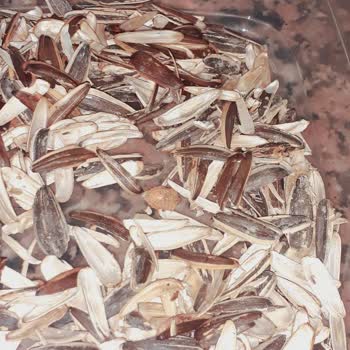 Çerezya Çekirdekten Böcek Çıktı