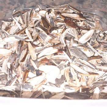 Çerezya Çekirdekten Böcek Çıktı