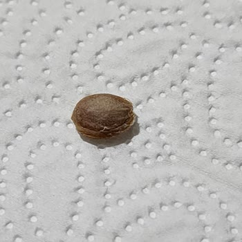 A101 Sorumsuzca Paketlenen Ürün Yüzünden Ön Dişimin Kırılması