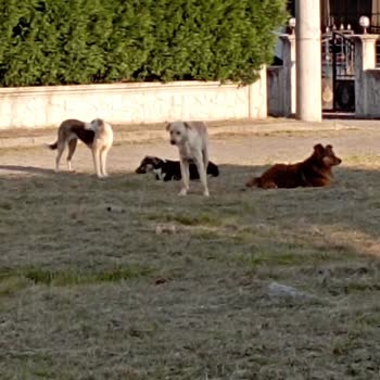 Akyazı Belediyesi Çocuklar Tehlike De