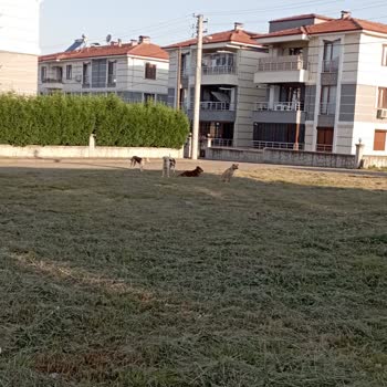 Akyazı Belediyesi Çocuklar Tehlike De