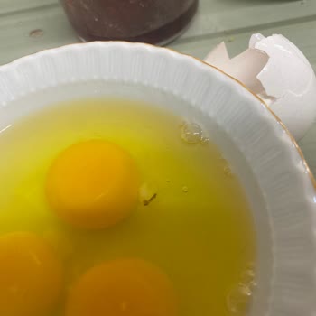 Bakyum Yumurta Yumurta Sinekli Çıkması