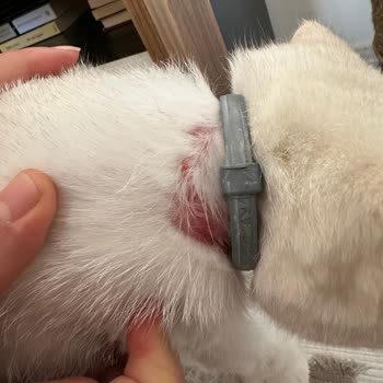 Bayer Elanco Seresto Kedi Tasması