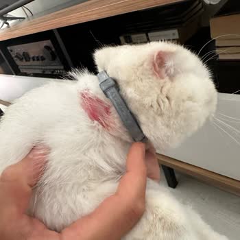 Bayer Elanco Seresto Kedi Tasması