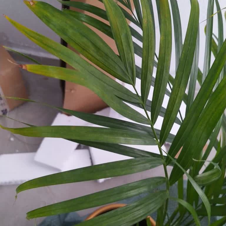 Fidanburada Sararmış Yapraklı Ürün Gönderildi!