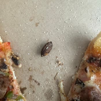 Pizza Hut'tan Aldığım Pizzadan Zeytin Çekirdeği Çıktı Ve Dişim Kırıldı