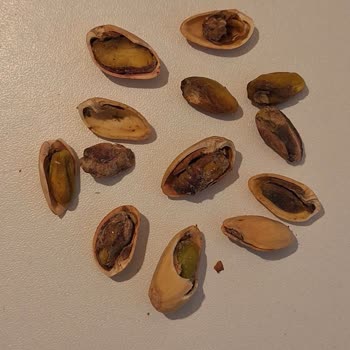 Gold Harvest / Amigo Siirt Fıstığı