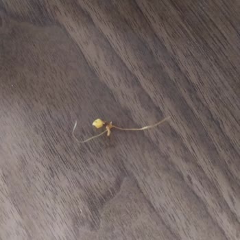 BİM Patito Cipsinden Çıkan Yabancı Madde