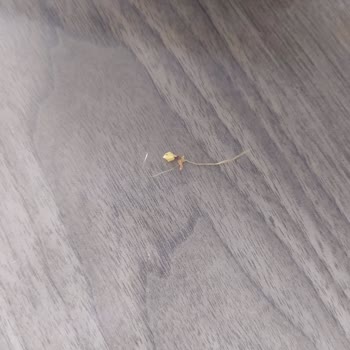 BİM Patito Cipsinden Çıkan Yabancı Madde